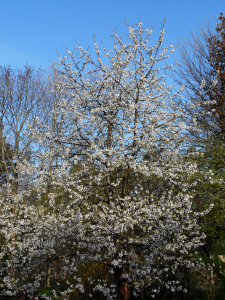 Kirschbaum in Bl&uuml;te