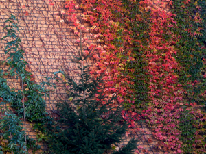 Herbstmauer